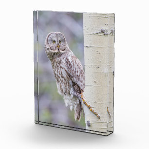 Great Grey Aspen Tree Branch Photo Block