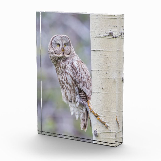 Great Grey Aspen Tree Branch Photo Block (Right)