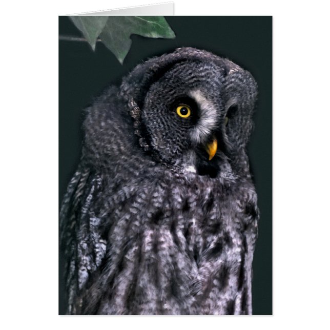 Great Grey Owl (Front)