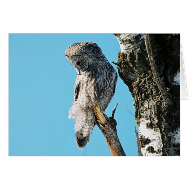 Great Grey Owl 2 In Tree (Front Horizontal)