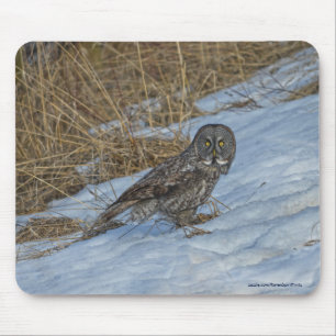 Great Grey Owl and Snow Wildlife Raptor Photo Mouse Pad