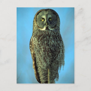 Great grey owl, Bruce Penninsula Postcard