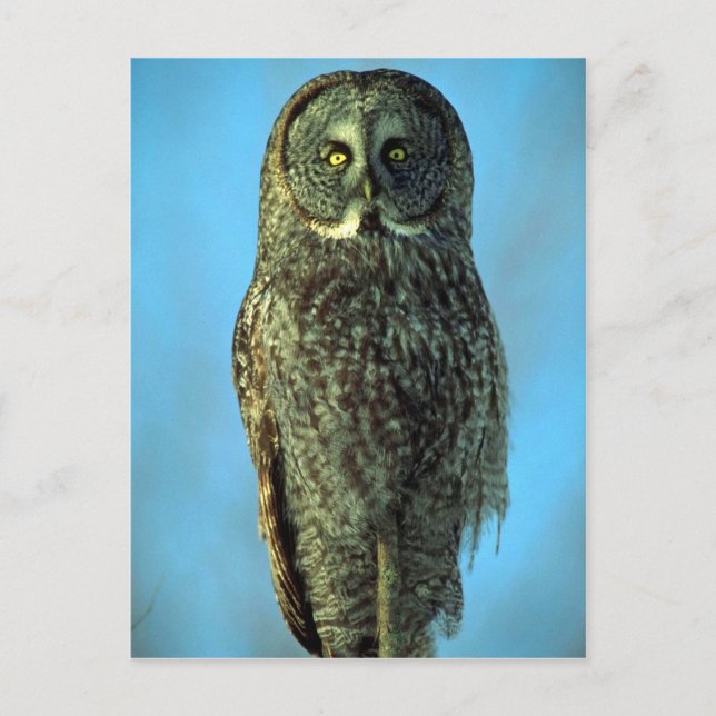 Great grey owl, Bruce Penninsula Postcard (Front)