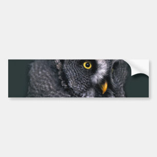Great Grey Owl Bumper Sticker