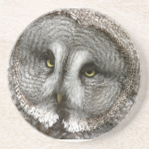 Great Grey Owl Coaster