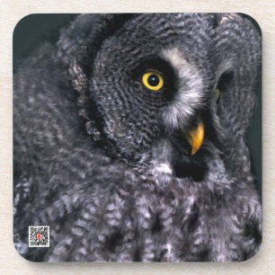 Great Grey Owl Coaster