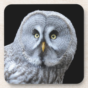 Great Grey Owl Coaster