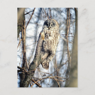 Great Grey Owl - Creamy Brown Watcher Postcard