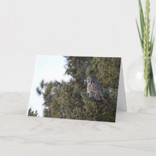 Great Grey Owl In A Pine Tree Blank Notecard