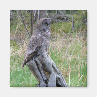 Great Grey Owl in the Wild Magnet