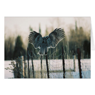 Great Grey Owl Landing Card