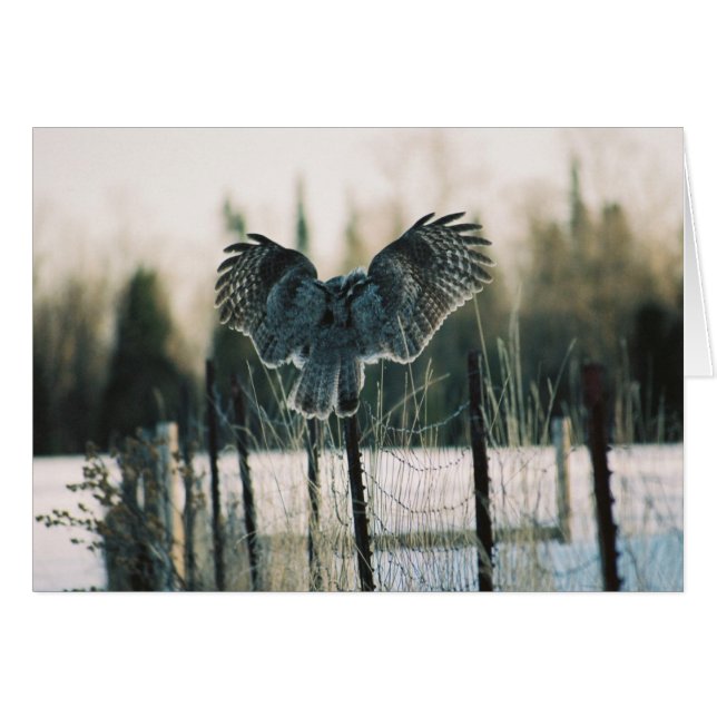 Great Grey Owl Landing Card (Front Horizontal)