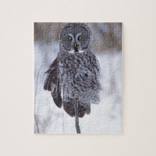 Great Grey Owl near Pine City MN, Jigsaw Puzzle