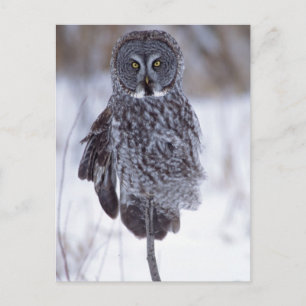 Great Grey Owl near Pine City MN, Postcard