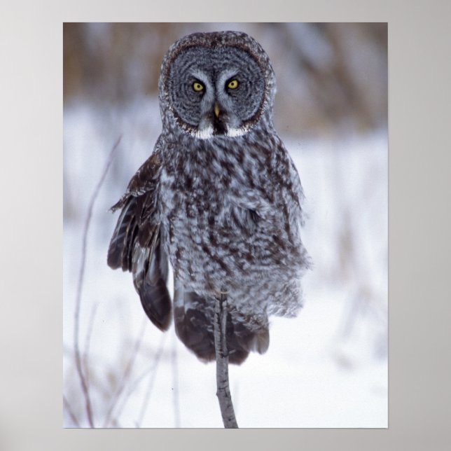 Great Grey Owl near Pine City MN, Poster (Front)