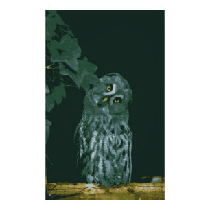 Great Grey Owl Photo Enlargement Print