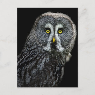 Great Grey Owl Postcard