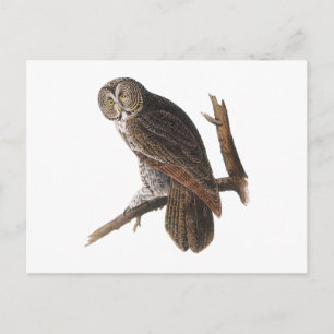 Great Grey Owl Postcard