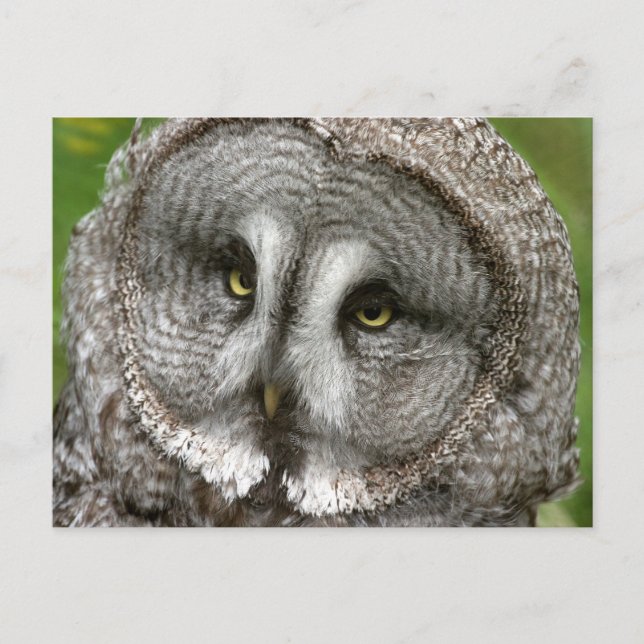 Great Grey Owl Postcard (Front)