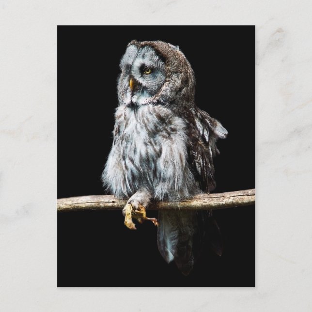 Great grey owl postcard (Front)