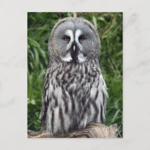 Great Grey Owl Postcard