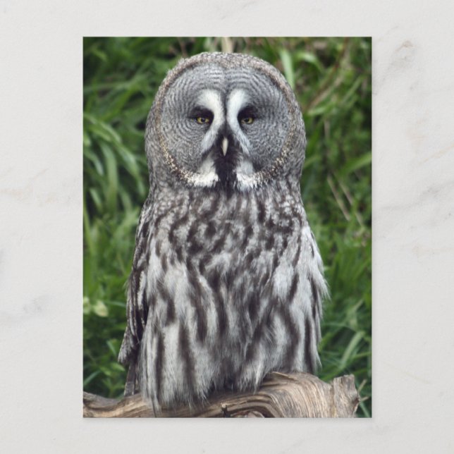 Great Grey Owl Postcard (Front)