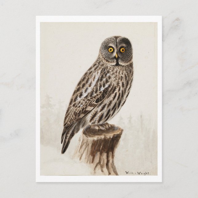 Great Grey Owl Postcard (Front)