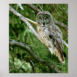 Great Grey Owl Poster