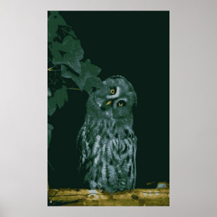 Great Grey Owl  Poster