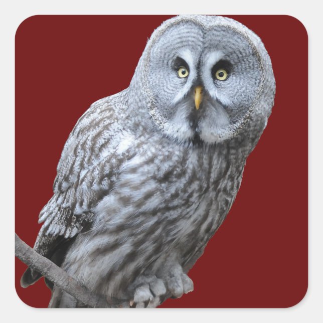 Great Grey Owl Square Sticker (Front)