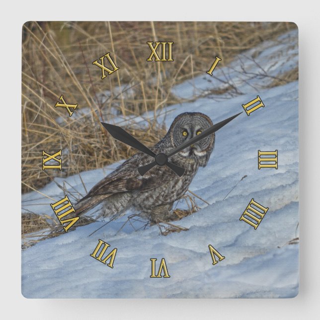 Great Grey Owl Standing in Snow Wildlife Photo Square Wall Clock (Front)