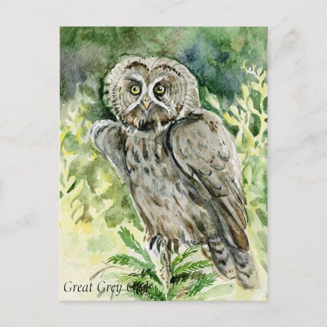 Great Grey Owl watercolor Postcard (Front)