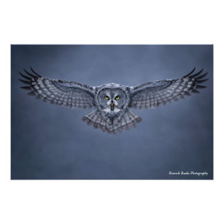 Great Grey Owl Wingspan Wildlife Art Print