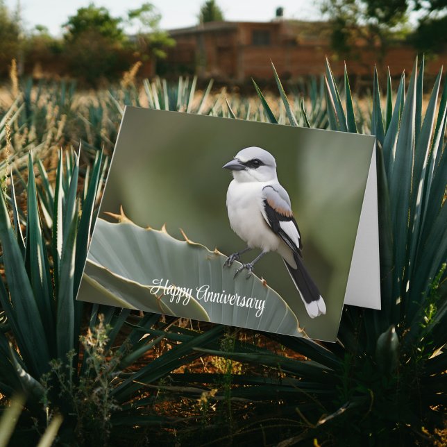 Great grey shirke perched on Agave leaf  Card (Creator Uploaded)