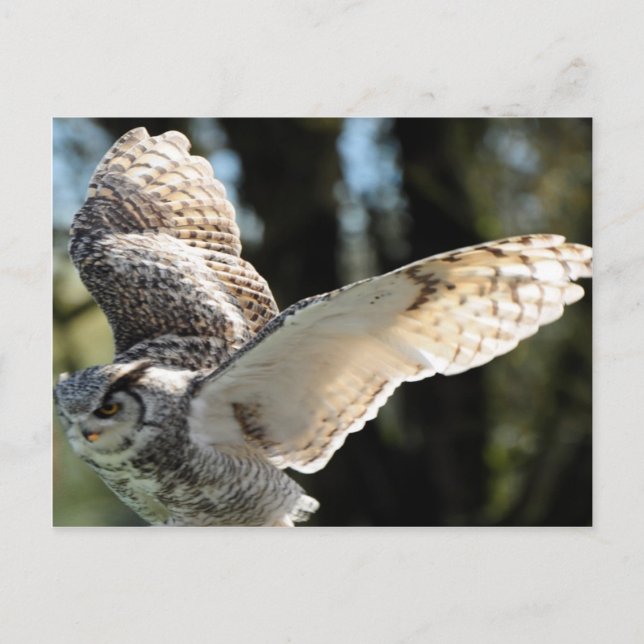 Great Horn Owl Flying 3 Postcard (Front)
