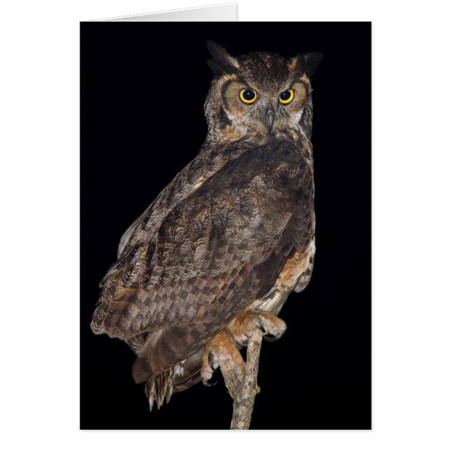 Great Horned Owl (Front)