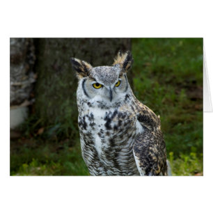 Great Horned Owl