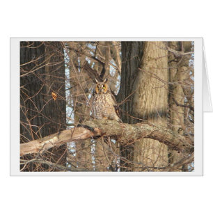 Great Horned Owl