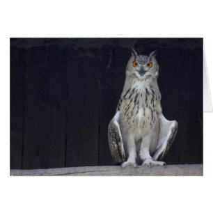 Great Horned Owl