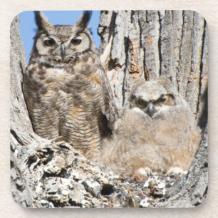 Great Horned Owl and Owlet Coaster