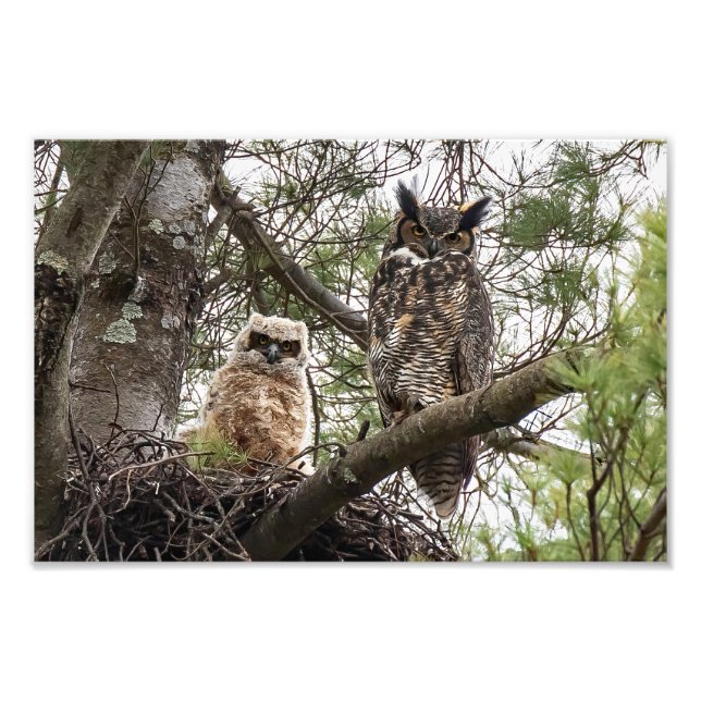 Great Horned Owl and Owlet Photo Print (Front)