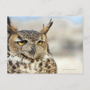 Great Horned Owl (Bubo virginianus), captive Postcard