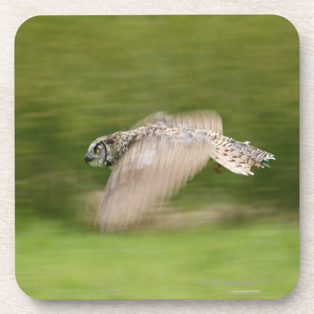 Great Horned Owl (Bubo virginianus) Coaster (Front)