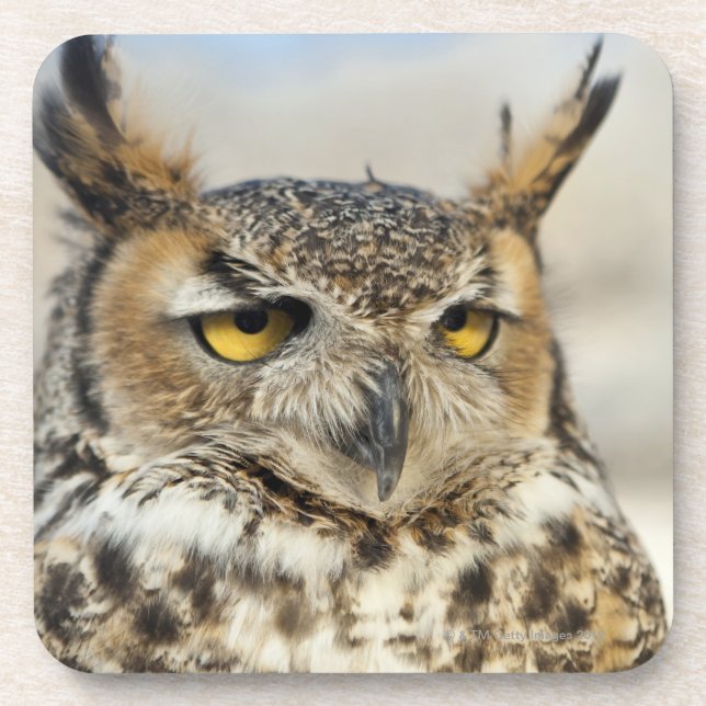 Great Horned Owl (Bubo virginianus) Coaster (Front)