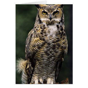 Great Horned Owl (Bubo virginianus), full body