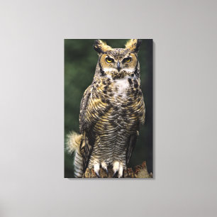 Great Horned Owl (Bubo virginianus), full body Canvas Print
