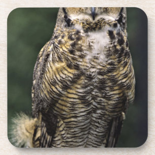 Great Horned Owl (Bubo virginianus), full body Coaster