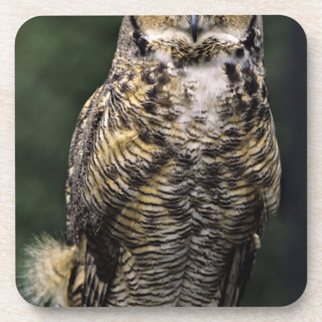 Great Horned Owl (Bubo virginianus), full body Coaster (Front)