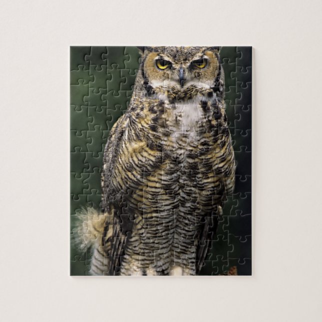 Great Horned Owl (Bubo virginianus), full body Jigsaw Puzzle (Vertical)