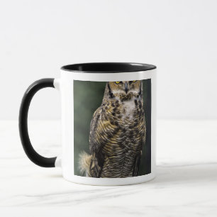 Great Horned Owl (Bubo virginianus), full body Mug